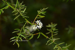Asparagus gonoclados